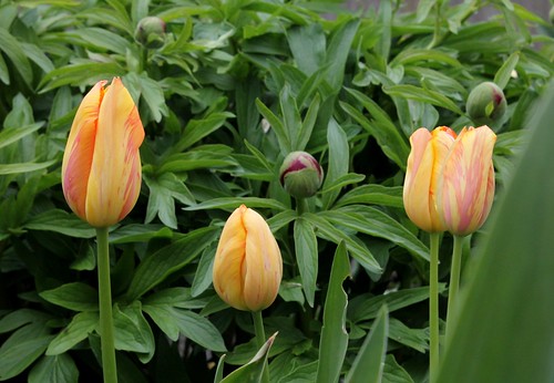 Tulipa - grands hybrides - tulipes chics et kitch (sections 1 à 11) - Page 3 36060980620_7fee37a67b