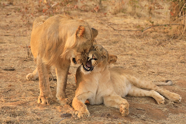 Lion and Lioness in the Wild Zimbabwe Africa