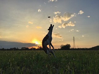 Sunset Sky Field Nature Cloud - Sky Beauty In Nature Silhouette Tranquil Scene Outdoors Grass Landscape Mammal Energetic EyeEmNewHere Low Angle View Pet Portraits Jumping Whippet The Week On EyeEm No People Dog Pets Animal Themes Silhouette Domestic Anima
