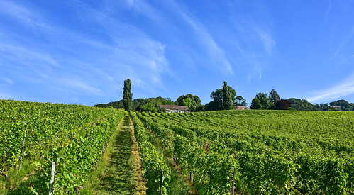 tartegnin vaud suisse vignes vignoble lacôte paysages