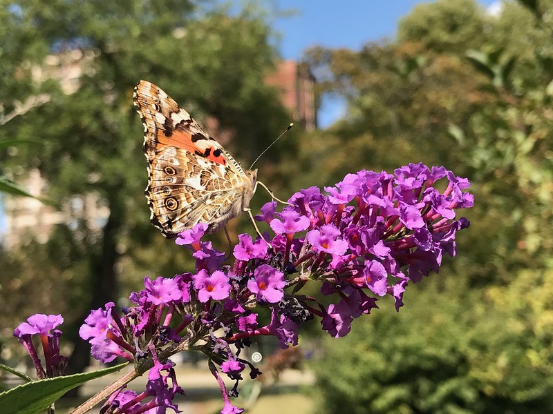 Painted lady butterfly