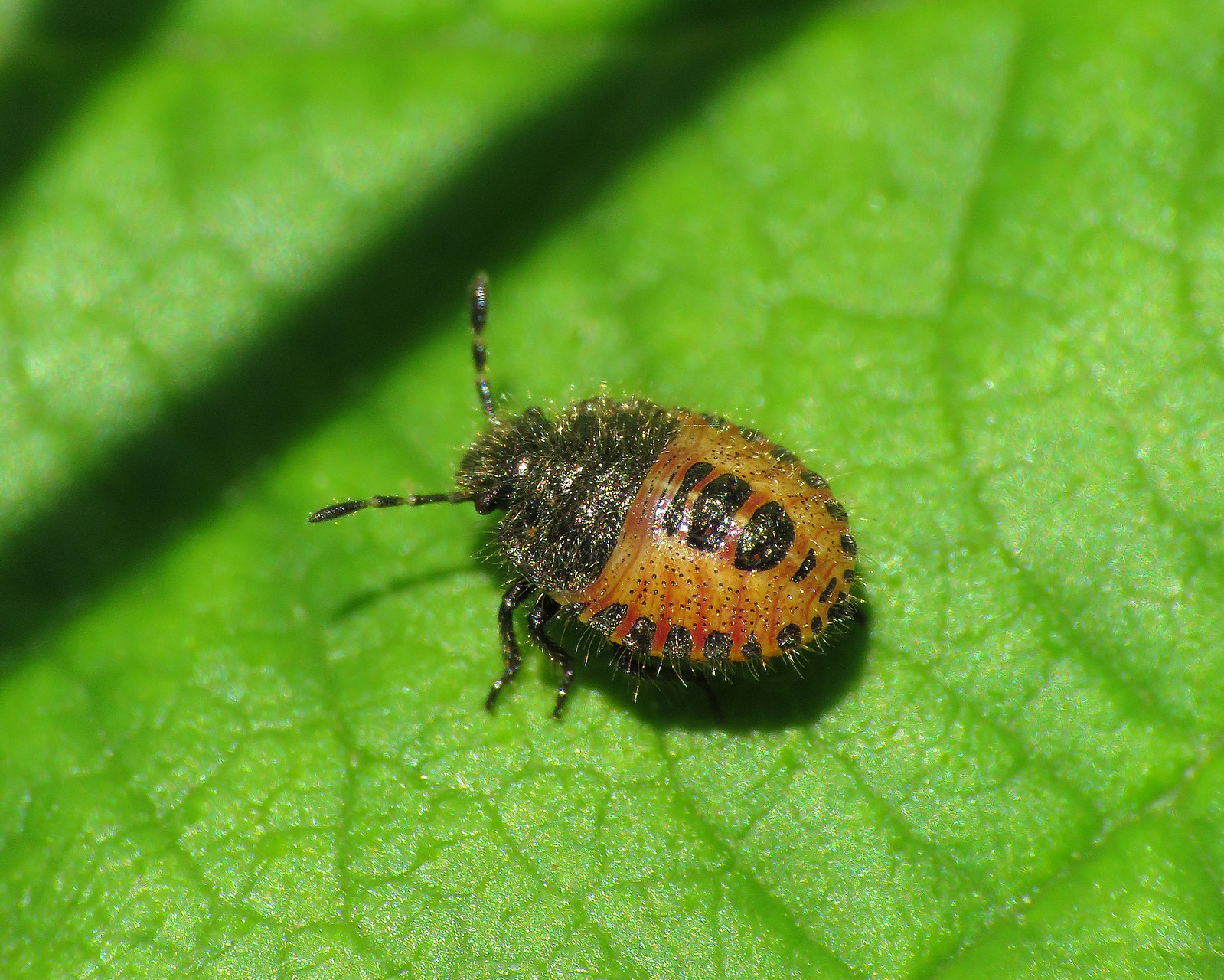 Hairy Shieldbugs - Dolycoris baccarum