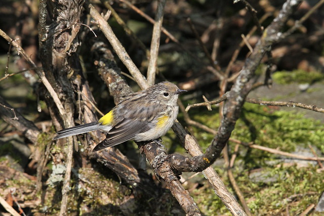 *** Paruline à croupion jaune juvénile  /  yellow-rumped warbler juvenile