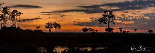 narokcounty kenya masaimara africa lion liones cub greatmigration wildebeest sunset sunrise silhouette crocodile hunt kill river mara sony nikon d500 a7r2