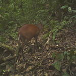 Barking deer Barking deer (Muntiacus) caught on a camera trap in Gunung Halimun-Salak National Park, Java, Indonesia.  

Photo courtesy of Center for International Forestry Research (CIFOR).  

&lt;a href=&quot;http://cifor.org&quot; rel=&quot;nofollow&quot;&gt;cifor.org&lt;/a&gt;

&lt;a href=&quot;http://blog.cifor.org&quot; rel=&quot;nofollow&quot;&gt;blog.cifor.org&lt;/a&gt;

If you use one of our photos, please credit it accordingly and let us know. You can reach us through our Flickr account or at: cifor-mediainfo@cgiar.org and m.edliadi@cgiar.org