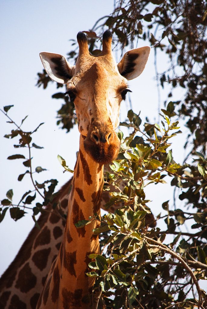West African Giraffe (Giraffa camelopardalis ssp. peralta) currently endangered on the ICUN red list, but with numbers on the rise....