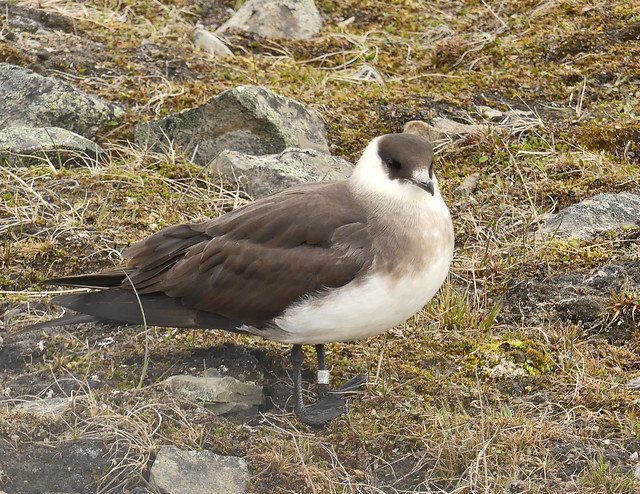 Arctic Jaeger, Arctic Skua, Parasitic Jaeger (Stercorarius parasiticus)