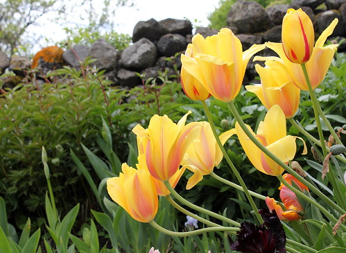 Tulipa - grands hybrides - tulipes chics et kitch (sections 1 à 11) - Page 6 36305998731_0b67c468f2