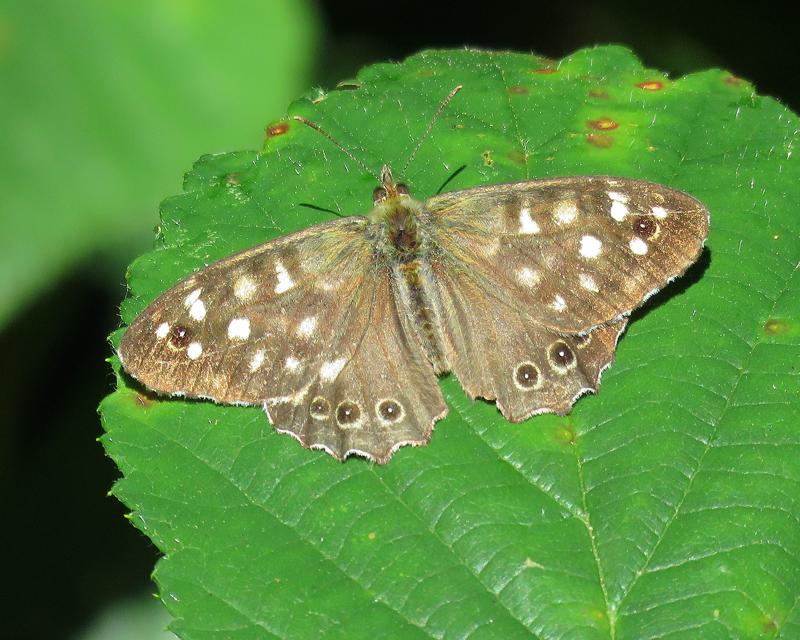 Speckled Wood - Pararge aegeria