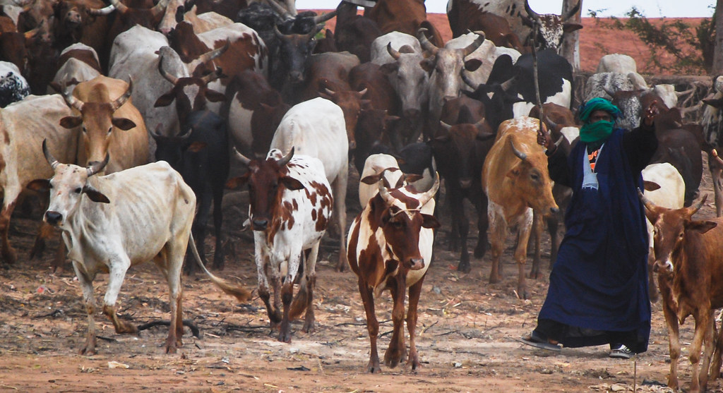 Cattle drive in Africa. Photo by Daniel Tiveau/CIFOR cifor.org blog.cifor.org...