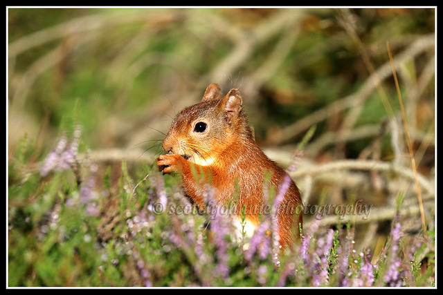 IMG_0206 Red Squirrel