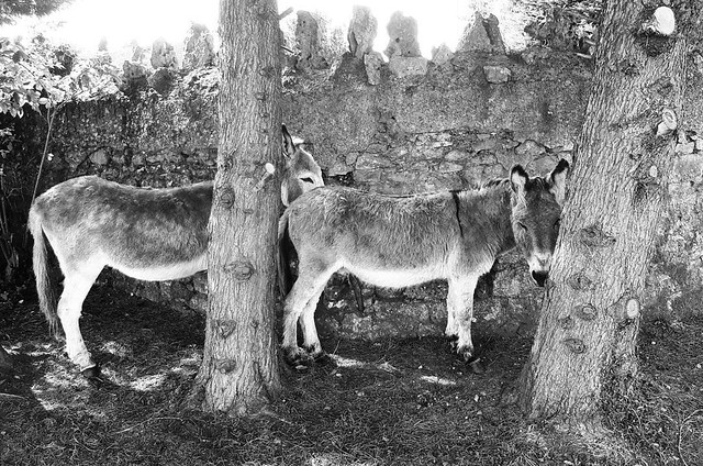 Where'd the donkeys go?! . . #Eire #Ireland #donkeys #cycle #travel #burnfatnotoil