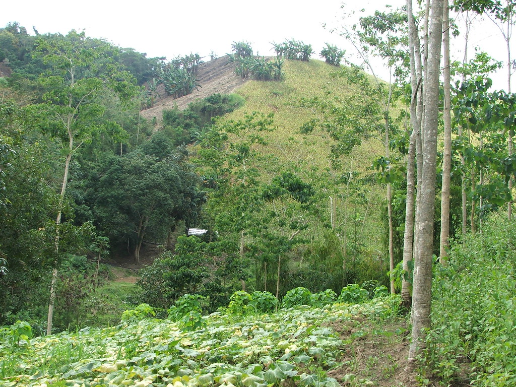 Improved fallow agroforestry system | In this locally-develo… | Flickr