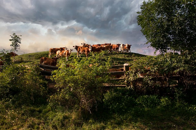 Mucche a Cians - La Val