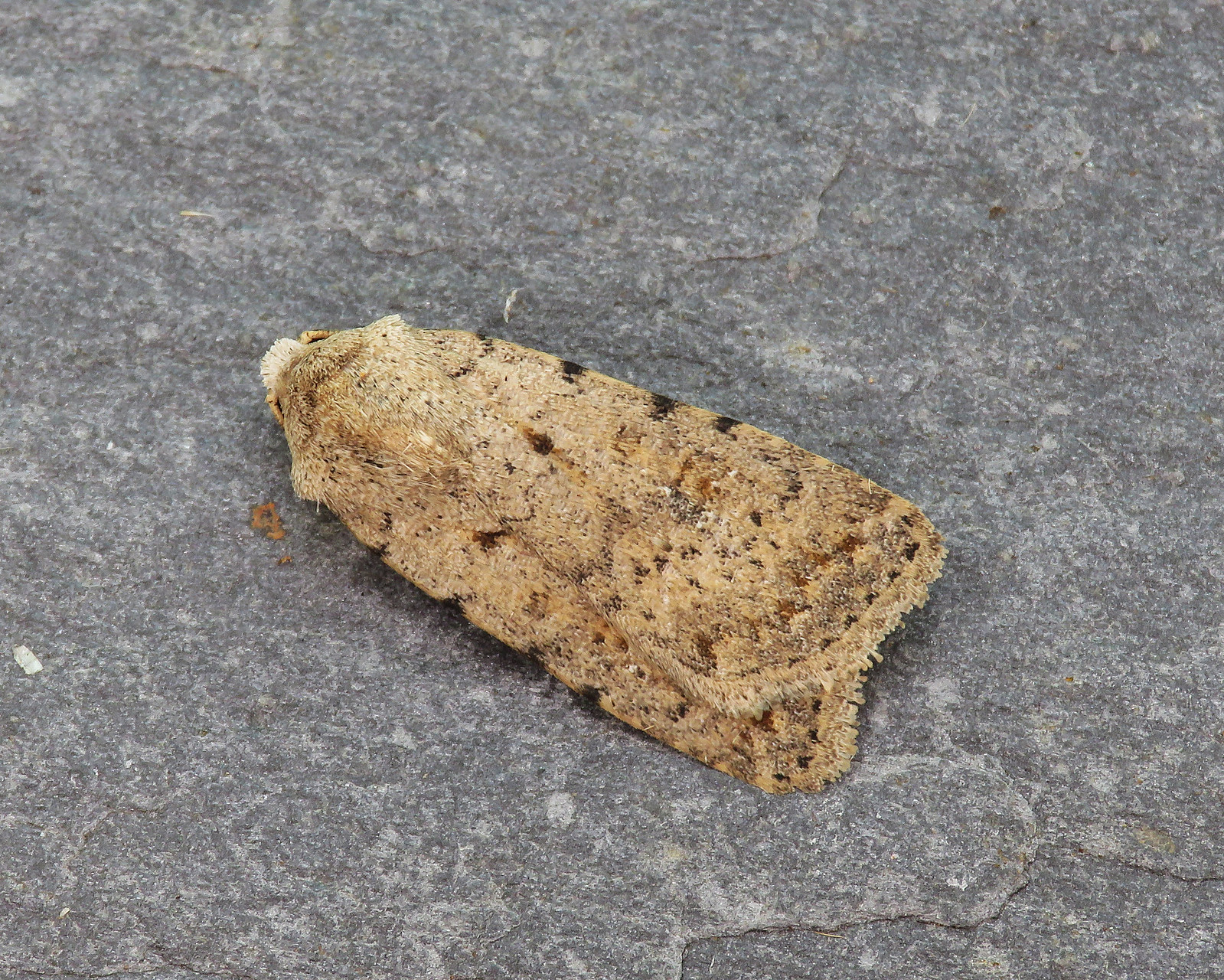 73.095 Pale Mottled Willow - Caradrina clavipalpis