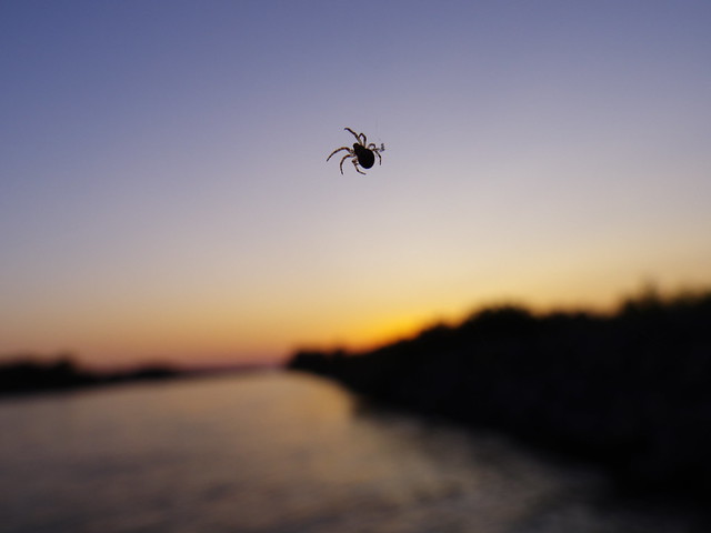 Danube's spider