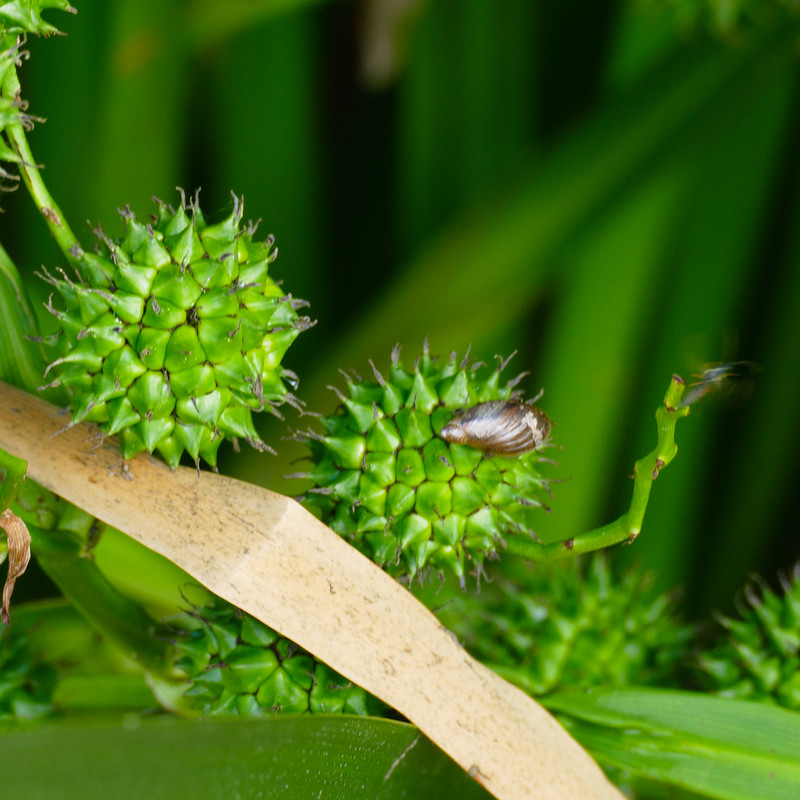 Water snail on bur reed bur