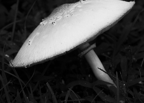 collinsville oklahoma fungus mushroom leaning outdoors