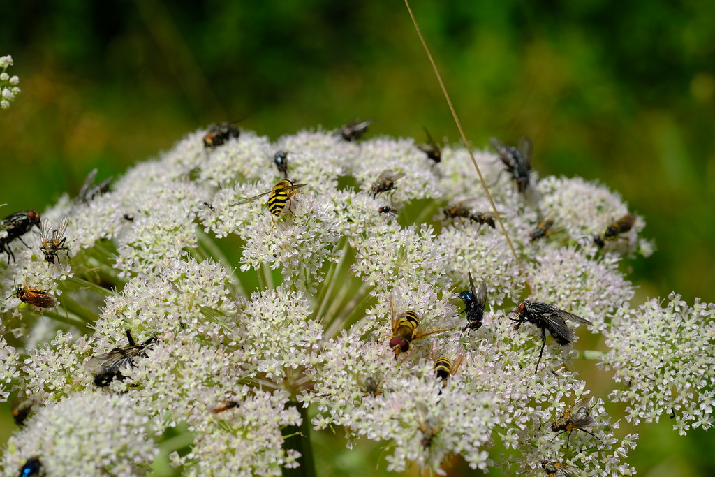 Insect Paradise DSCF5341 | insect paradise | Koen Bernaers | Flickr
