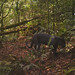 Panther walking in the forest