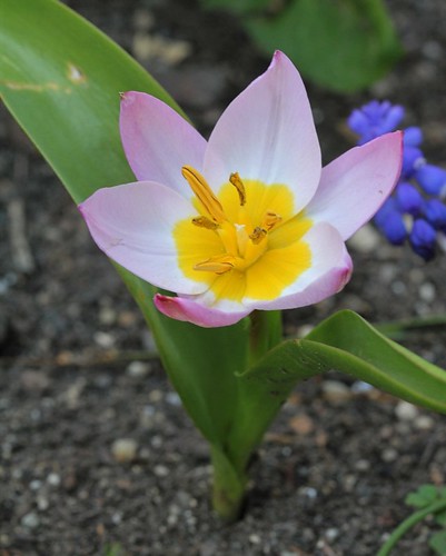 Tulipa - espèces et petits hybrides (sections 12 à 15) 36347753652_e6dd365dbe
