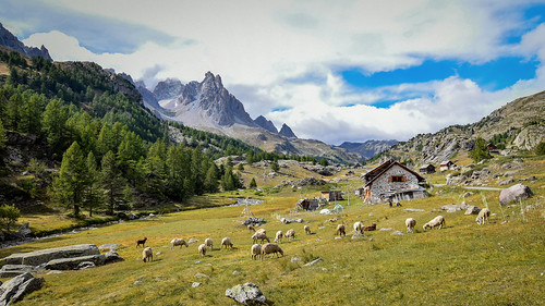 paysage montagne troupeau moutons hautealpes valléedelaclarée