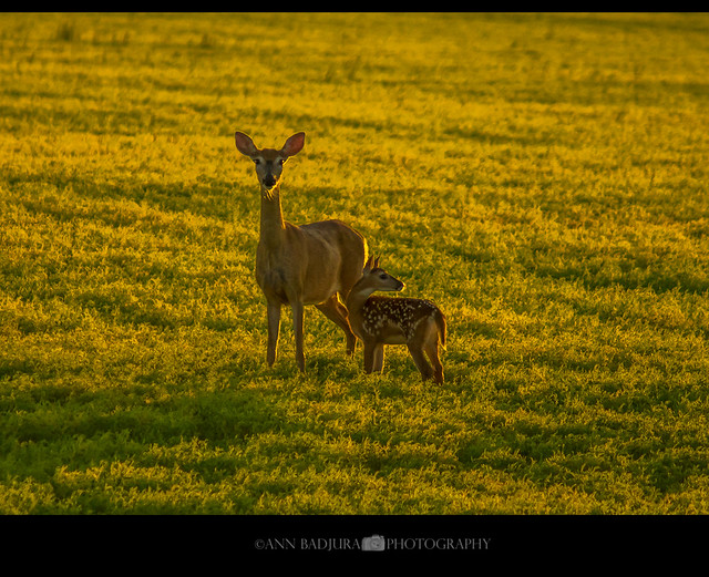Deer at sunset in Maple Creek, Saskatchewan, Canada