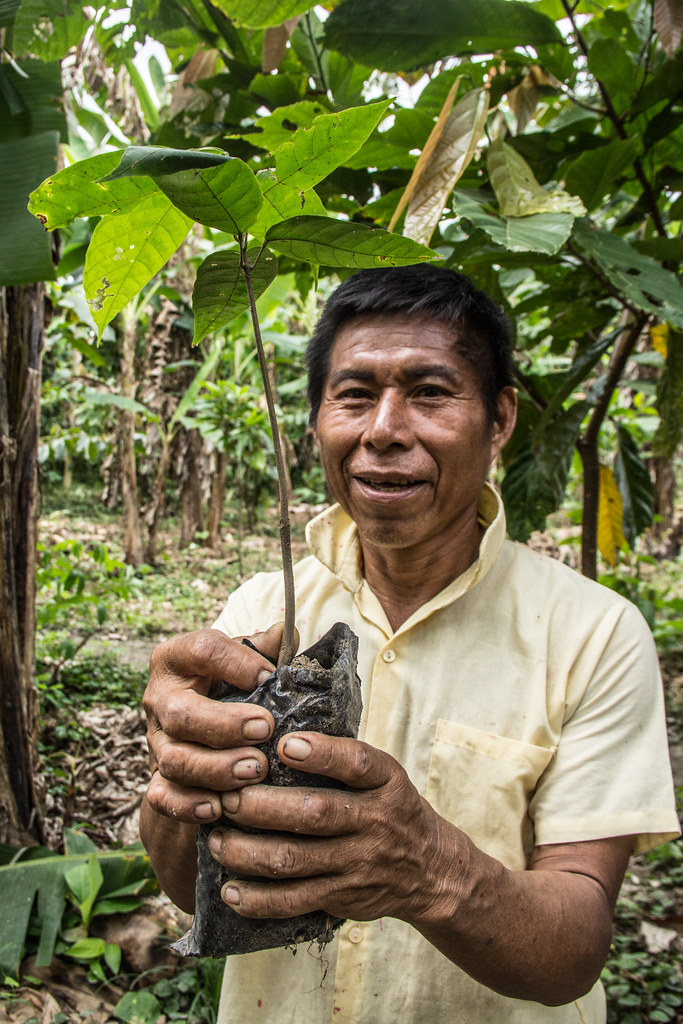 Smalls agroforestry system producer shows a cocoa planta.