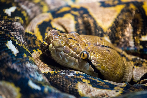Snake | by tmalkowski