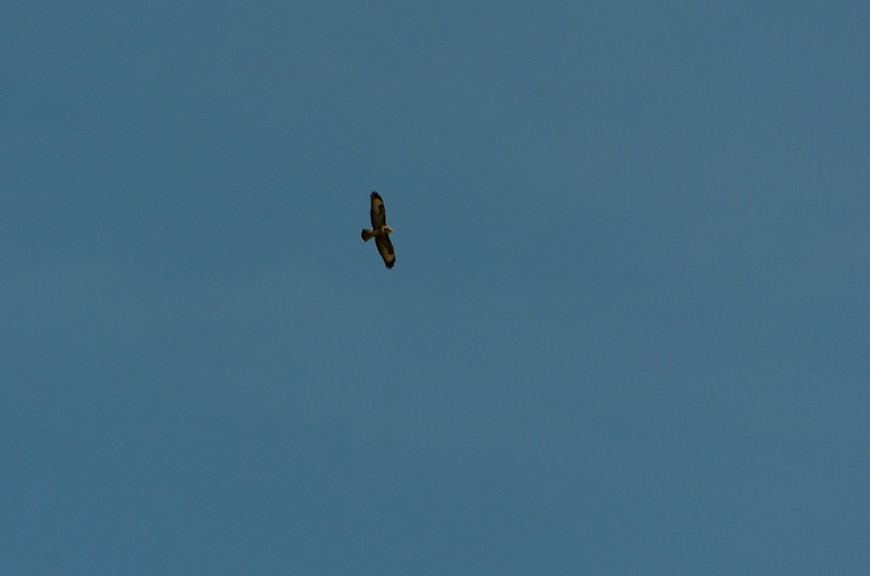 Buzzard rising on thermal, Castlecroft
