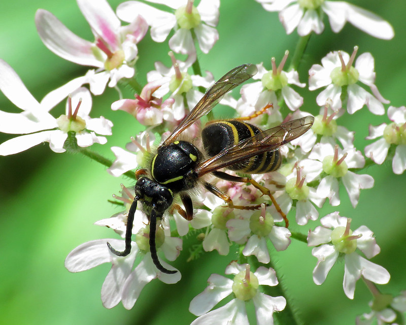 Dolichovespula sylvestris - Tree Wasp [A]