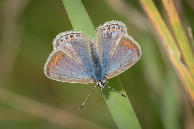 Female Common blue