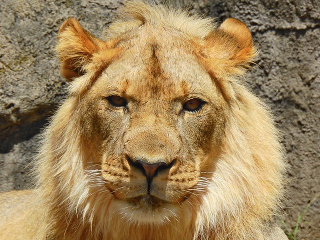 Lion Portrait for World Lion Day: Jasiri, A 2-year Old Young Male Lion, born and raised in San Francisco Zoo