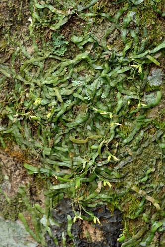 Taeniophyllum complanatum Fukuyama 扁蜘蛛蘭(長腳蜘蛛蘭)