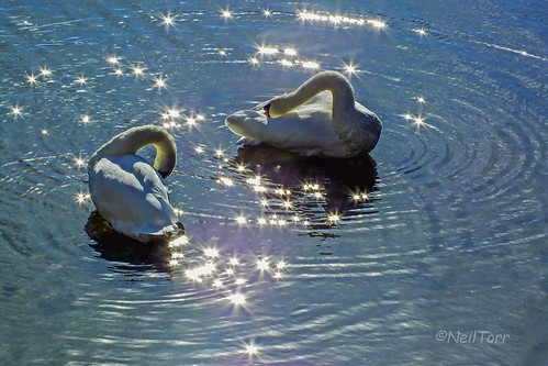 Twinkling Swans