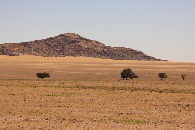 Zebra Country Kuiseb Canyon Region Namibia South Western Africa