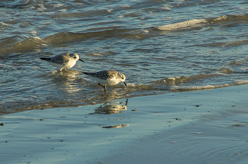 Two Birds Too | by Bud in Biddeford, Maine