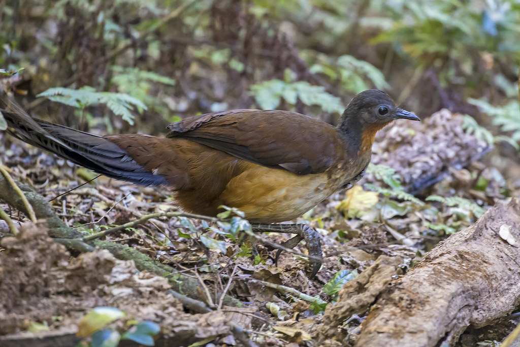 Rare Albert's Lyrebird female nesting while male displays(… | Flickr