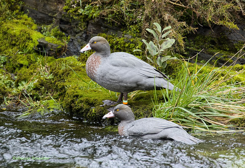 duck ducks newzealand blueduck river