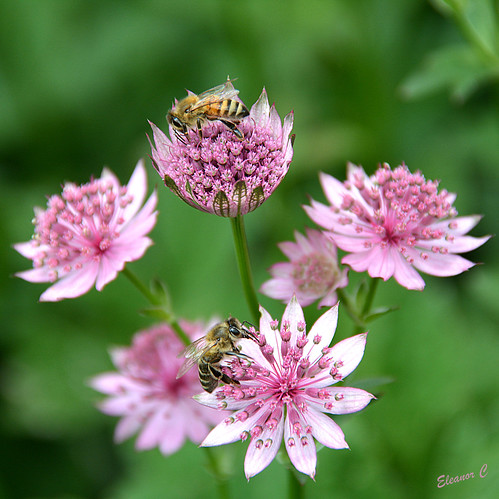 london bees regentspark pinkflowers june2015 nikond7100