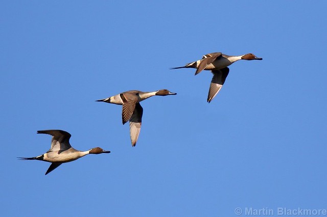 Pintail Ducks in flight 70165