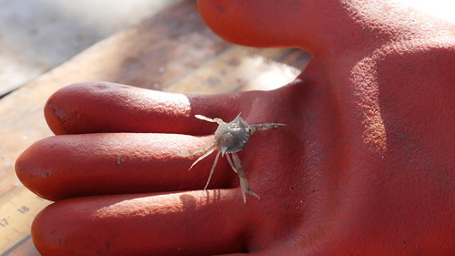 Photo of juvenile crab held in a gloved hand