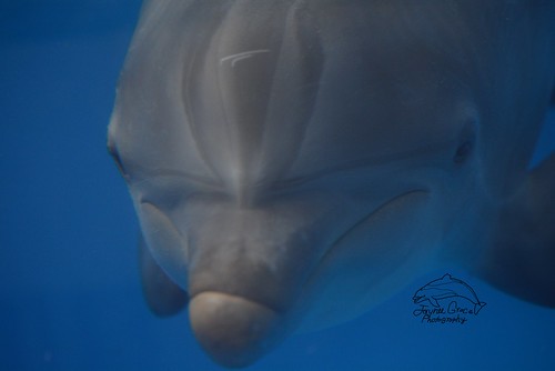 bottlenose dolphin cetacean marinemammal underwater marineland marinelandofflorida marinelanddolphinadventure coquina sealife marinelife saltwater
