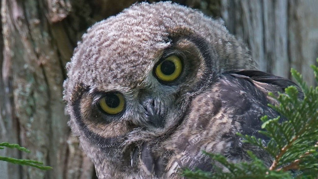 Great Horned Owlet mimicry of Mr Bean