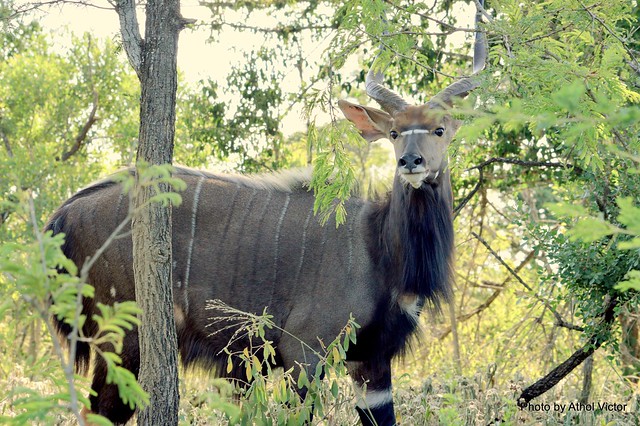 Nyala Bull....Hluhluwe National Park