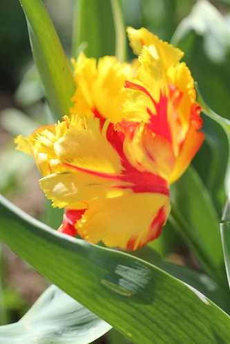 Tulipa - grands hybrides - tulipes chics et kitch (sections 1 à 11) 36443604945_e6eded0c8f
