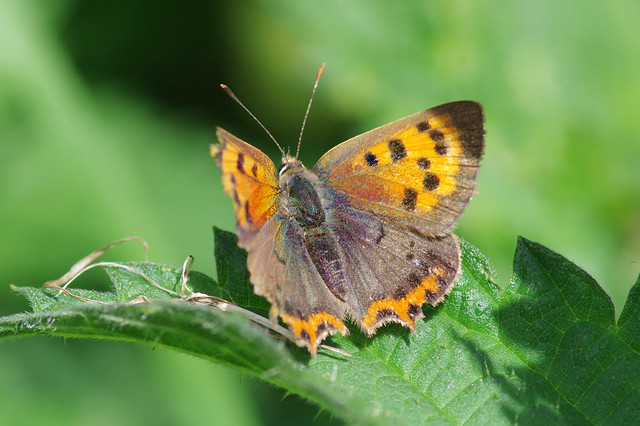IMGP3634c Small Copper, Lackford Lakes, August 2017