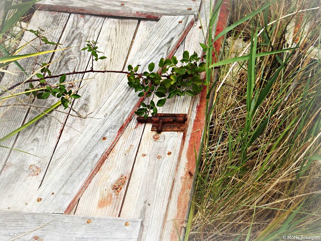 Porte de la maison abandonnée gisant dans l'herbe