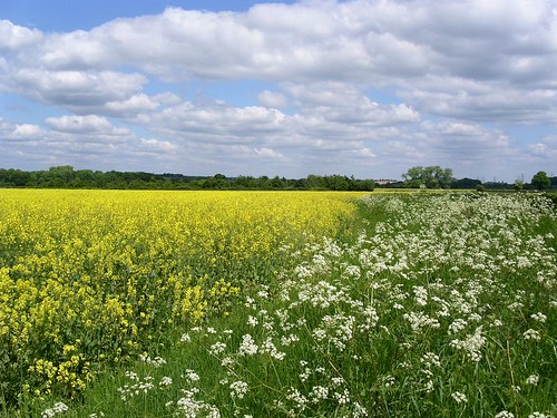 walk 10 May on the Chawton Round walk 