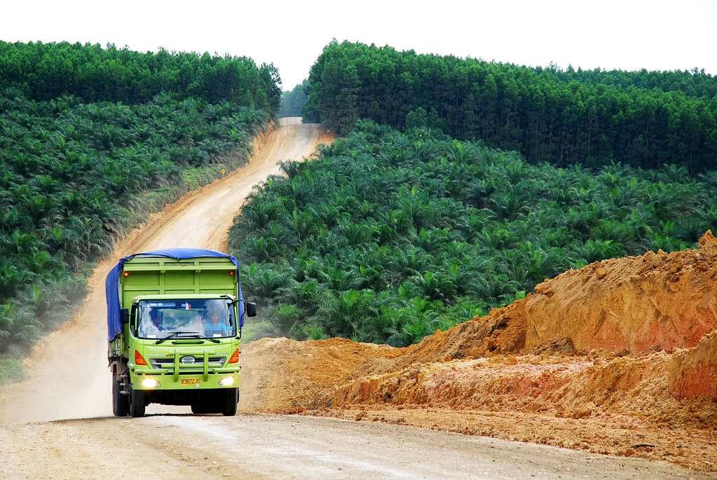 Oil palm plantation in Indonesia.